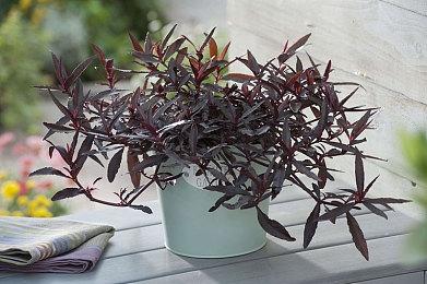 《勇者斗恶龙3重制版》发售再度引发社会现象 DQ休假燃起